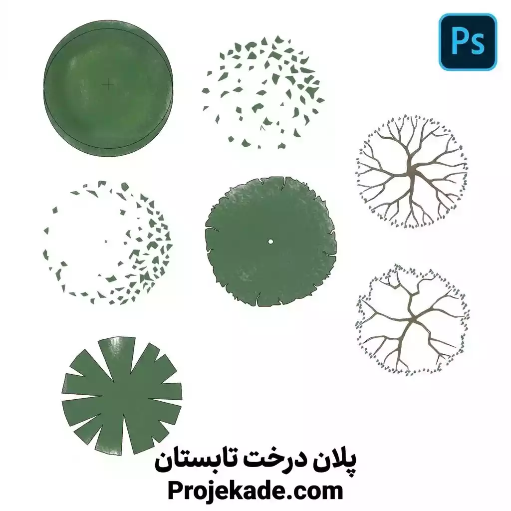 پلان درخت تابستان